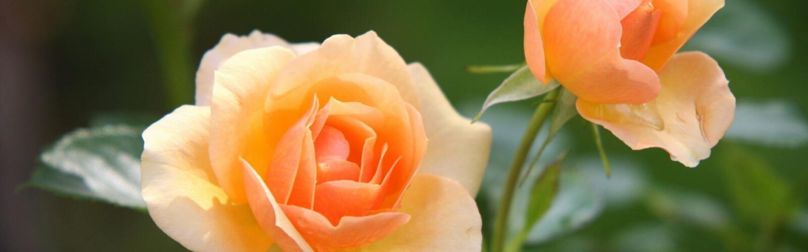 orange rose flower in bloom during daytime