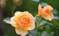 orange rose flower in bloom during daytime
